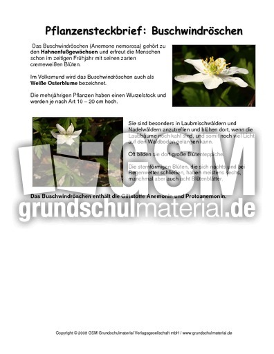 Steckbrief-Buschwindröschen.pdf